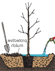 Illustration of a containerized tree being planted according to the fifth step.